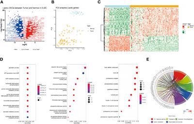Identification of lactate regulation pattern on tumor immune infiltration, therapy response, and DNA methylation in diffuse large B-cell lymphoma